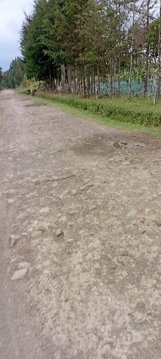 The scene depicts a rural unpaved road in Heni Village, Kenya, under an overcast sky. The road surface is composed of packed dirt and gravel, exhibiting numerous depressions and exposed stones. It extends longitudinally from the foreground into the distance, curving slightly to the left. On both sides, the road is bordered by dense vegetation. To the left, a continuous line of tall, dark green coniferous trees runs parallel to the road. To the right, a narrow strip of lighter green ground vegetation separates the road from a denser stand of trees with visible slender trunks and green canopies. Within this vegetation on the right, in the mid-ground, several dark-colored domestic animals, consistent with livestock such as cattle or donkeys, are observed standing or grazing. The background is dominated by additional tree lines and a hazy, light grey sky. No human subjects or man-made structures are prominently visible.