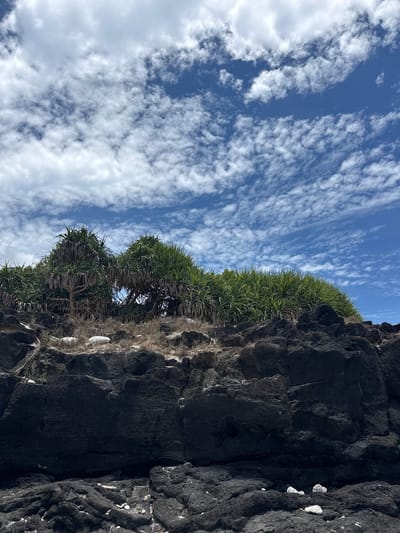 The image depicts a rocky shoreline with dense, spiky green foliage growing on top. The rocks are dark and appear to be volcanic in origin, with a rough, textured surface. White stones are scattered amongst the rocks in the foreground. The sky is a vibrant blue, filled with scattered white, fluffy clouds. The overall impression is of a natural, rugged coastal landscape under a bright, sunny sky. This scene is consistent with the coastal areas of Lý Sơn Island, a volcanic island in Quảng Ngãi Province, Vietnam, known for its unique geological formations and coastal vegetation. There are no people visible in the image.