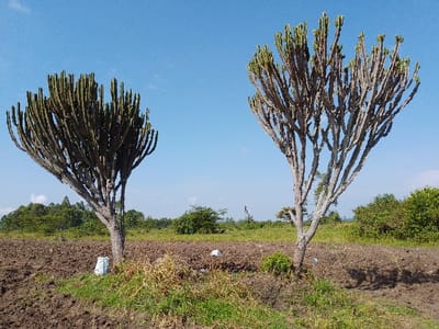 Two tall, unique trees dominate a freshly plowed field beneath a clear blue sky. The trees have multiple thick branches extending upwards, bearing green tips. The field is dark brown, with patches of green grass and vegetation. In the distance, a line of trees and shrubs stretches across the horizon, adding depth to the landscape. A few white objects are scattered around the base of the trees.