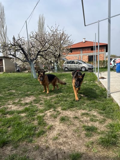 The image depicts an outdoor scene in Topolchane, Bulgaria. Two German Shepherd dogs are present on a grass lawn. The background features a house under construction, a silver minivan, a blossoming tree, and metal framework. The sky is overcast.