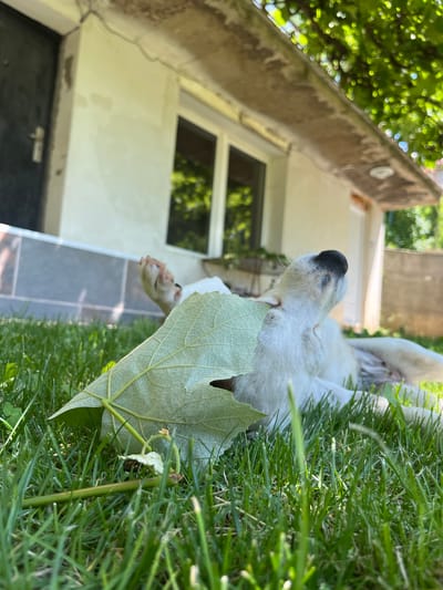 This is a vertical, close-up, outdoor photograph of a white dog partially obscured by a large green leaf, resting on lush green grass. The dog's head is visible, with its nose facing towards the right of the frame. Its fur is white, and its nose is black. A portion of its paw is also visible, extended upwards.
In the background, a building with white walls and dark-tiled flooring is visible. Two rectangular windows, reflecting greenery, are set into the building's facade. A concrete ledge extends horizontally across the middle of the frame. The overall lighting suggests a sunny day, casting shadows and highlighting the textures of the grass and leaf. The scene appears to be in a garden or yard setting.
There is no visible text in the image. The focus is on the dog and its immediate surroundings, creating an intimate and naturalistic feel. The dog appears relaxed, possibly napping or hiding.