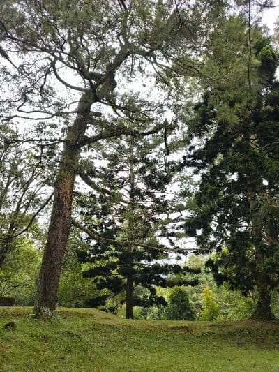 The image captures a serene natural landscape, likely a park or botanical garden in Cimacan, Indonesia, seen from a perspective looking slightly upwards. The scene is dominated by several large trees and a vibrant green lawn.
In the left and central foreground, a prominent tree with a thick, textured trunk rises, its extensive canopy spreading across much of the frame. The tree's branches are numerous and appear gnarled, covered in light-colored moss or lichen, giving them a distinct, weathered character. The foliage, possibly coniferous given the fine, dense appearance, creates a rich texture against the sky.
Through the gaps in the tree canopy, bright patches of an overcast or partly cloudy sky are visible, indicating it is daytime with diffused sunlight. To the right of the central trees, a neatly manicured, lush green grassy slope extends into the mid-ground. In the background, a dense cluster of other trees and vegetation adds depth to the scene, forming a natural, forest-like backdrop.
No people or specific activities are visible in the image, conveying a sense of peaceful stillness. The weather appears mild and overcast, enhancing the verdant colors of the foliage and grass. There is no visible text within the image.
