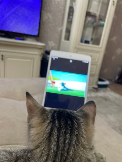 A tabby cat is positioned on a beige surface, facing away from the viewer. The cat's back and head are in focus, with its ears visible. In front of the cat, a tablet is propped up and displaying a cartoon with a blue creature on a green field. The background is out of focus and shows a room with furniture, including a cabinet and a television screen displaying a blue image. The setting is likely an indoor living space in Kaspiysk, Russia.