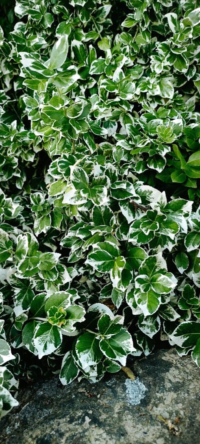 This media file shows a close-up, overhead view of variegated leaves from a shrub. The leaves are oval-shaped with pointed tips and have a distinct pattern of green in the center and white along the edges. Some leaves show creamy or light green patches within the green area. The texture of the leaves appears somewhat glossy.

The foliage is dense and creates a textured surface, with many leaves overlapping each other. The background is filled with more of the same leaves, creating a wall of green and white. In the lower portion of the image, a rough, greyish-brown surface is visible, likely a rock or a stone wall, partially covered with small bits of debris and what appears to be lichen or moss. A thin, dried twig or stem is also visible amongst the leaves.

The lighting suggests it might be daytime, possibly overcast or in shade, as there are no harsh shadows and the light is fairly diffused. The overall impression is natural and organic. No people, text, or specific events are depicted. The context provided places this scene in Winnenden, Germany, suggesting it is a plant found in that region.