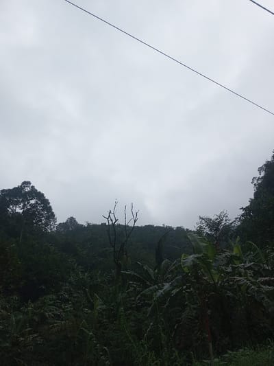 The image depicts a lush, verdant natural landscape under an overcast sky. The dominant feature of the upper half of the frame is the light gray, cloud-filled sky, indicating a cloudy day, possibly before or after rain, or simply a dull morning/afternoon. A thin, dark line, likely a power line or utility cable, stretches diagonally across the sky from the top left to the top right corner of the image.
Below the sky, the scene is filled with dense green vegetation, predominantly dark green, suggesting a tropical or subtropical environment. In the midground, towards the center-left, a prominent bare tree with stark, dark branches stands out against the backdrop of other foliage. On the right side of the midground and foreground, large, broad leaves typical of banana plants are visible, appearing dark and possibly wet. The foreground is also dense with various types of green plants and grasses.
In the background, rising hills or mountains are covered with thick, dark green forest, merging with the cloudy sky. The overall impression is one of a remote, natural setting, possibly a rural area or jungle, characterized by abundant plant life and a somber, muted color palette dominated by shades of green and gray. There are no people, animals, or man-made structures visible apart from the power line. The lighting suggests a diffused, soft light, consistent with an overcast day.