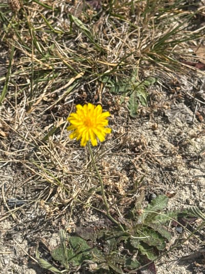 A single, vibrant yellow composite flower, approximately 3-4 centimeters in diameter, is centrally positioned, rising on a slender green stem. The flower exhibits numerous, radially arranged ray florets. The surrounding ground is an uncultivated area consisting of dry, light brown soil, interspersed with desiccated grass, scattered small stones, and sparse patches of green herbaceous plants, primarily visible in the lower left and right portions of the frame. The scene is illuminated by direct sunlight. No human or animal subjects, artificial objects, or structures are visible. The depicted environment is consistent with an outdoor, natural or semi-natural setting within Valle de Elorz / Elortzibar, Spain.