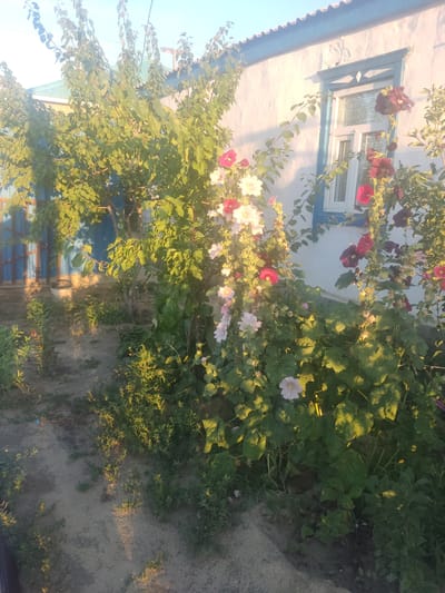 The image depicts a sunny outdoor scene in a residential area, possibly in the city of Aral, Kazakhstan. In the foreground, several hollyhock plants with pink, white, and dark red flowers are in bloom. The hollyhocks are tall and some are leaning towards a white-washed building with a blue-trimmed window. The building has a corrugated roof and shows signs of age. To the left of the building, a blue wooden fence or gate is visible. The ground is covered in sand and patchy green vegetation. The lighting suggests it is late afternoon or early morning, casting long shadows and highlighting the textures of the plants and building. There are no people or animals visible in the frame.