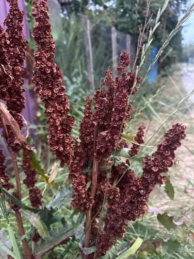 A close-up shot captures the dried seed heads of a dock plant in Dachi, Kazakhstan. The plant's reddish-brown seed clusters, resembling tiny, circular scales, hang in dense formations along upright stems. In the background, out of focus, are green foliage, a light-colored fence, and a paved pathway, suggesting a garden or outdoor setting. The lighting is diffused, indicating an overcast day or late afternoon. No people or animals are visible in the frame.