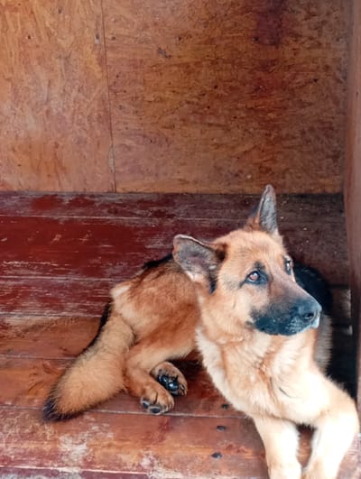 This image, taken in Kurganinsk, Russia, depicts an adult German Shepherd dog resting on a reddish-brown wooden floor. The dog's fur is predominantly tan and black, with a black muzzle and black-tipped tail. It is oriented with its body extending towards the right side of the frame, head slightly turned towards the right, and eyes open, gazing upwards. Its left ear is erect, while its right ear is partially folded back. Visible paws show black paw pads. The background consists of a wall constructed from light brown oriented strand board (OSB) panels, featuring a vertical seam slightly right of center, and visible fasteners. A dark wooden structural beam is present along the right edge of the frame.