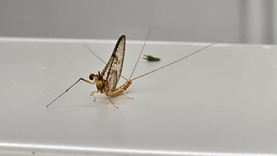 An adult mayfly, a small insect with delicate, transparent wings patterned with veins, is positioned on a smooth, light-colored horizontal surface. The insect, primarily light brown in color, is oriented facing left, with its prominent compound eyes visible. Its long, slender legs are spread out, and it has two long cerci (tail-like appendages) extending from its abdomen. In the background, slightly out of focus, a small, green, elongated object is visible. The environment appears to be indoors, possibly on a window sill or a table, given the clean, uniform surface and the blurred background that suggests a wall or distant object. No humans are present. The image does not provide any specific information that would place it in Peschiera del Garda, Italy.