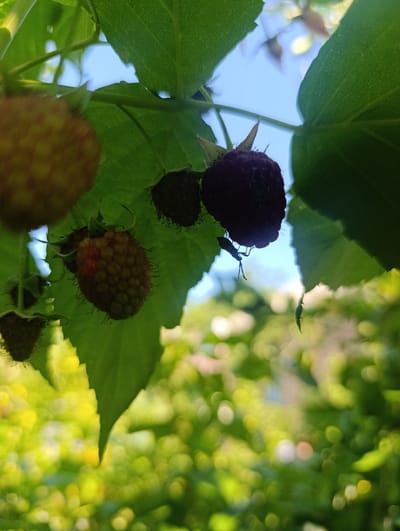 The image captures a close-up view of ripening raspberries on a branch, bathed in natural light. Several raspberries are visible, varying in ripeness from a pale yellow to a deep purple. Green leaves and stems form a canopy above, with patches of bright blue sky visible through gaps. In the mid-ground, a small insect, possibly a beetle, is perched on the underside of a purple raspberry. The background is a soft blur of green foliage and yellow highlights, suggesting a garden or natural setting. The scene is set in Kalynivka, Ukraine, on a clear day.