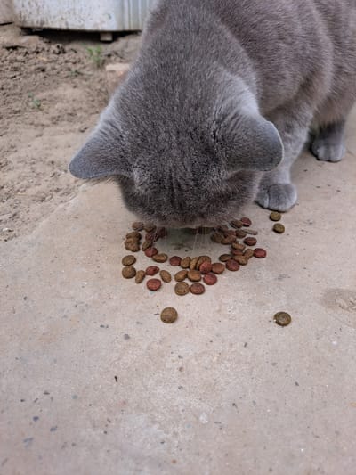 The image shows a close-up, overhead view of a gray cat eating dry kibble scattered on a concrete surface. The cat's head is lowered towards the food, with its whiskers spread. Its body is mostly visible, showing its gray fur and paws. The kibble is a mix of brown and reddish-brown pieces. The concrete surface appears to be outdoors, with patches of dirt and some small green weeds visible in the background, suggesting a backyard or outdoor patio setting. There are also a few scattered pieces of kibble further away from the main pile, and a small ant can be seen on the concrete in the upper right portion of the image. The lighting suggests it is daytime. No text is visible in the image. The scene is one of a domestic animal feeding in its environment.