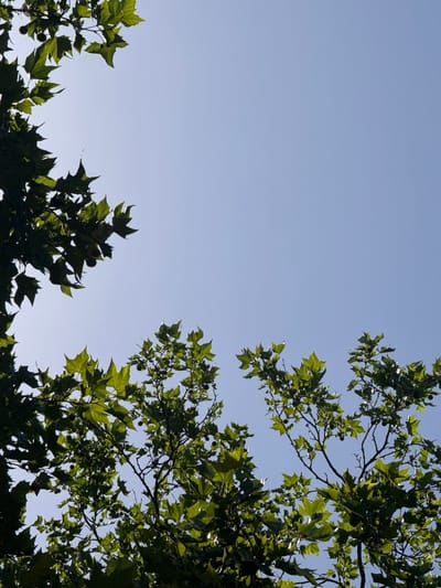 This is a photograph looking up at the sky through the branches and leaves of trees, likely plane trees given the characteristic palmate leaves and spherical fruit visible. The leaves are a vibrant green, suggesting it is summer or early autumn. The sky is a clear, pale blue, indicating a bright, sunny day, likely mid-morning or afternoon due to the quality of light. The scene is set outdoors, with the trees forming a canopy against the expansive sky. There are no people or specific objects, and no text is visible. The overall impression is one of natural beauty and tranquility. The location context provided places this scene in Bernkastel-Kues, Germany, a town known for its scenic beauty along the Moselle River, which would be consistent with a view of trees against the sky.
