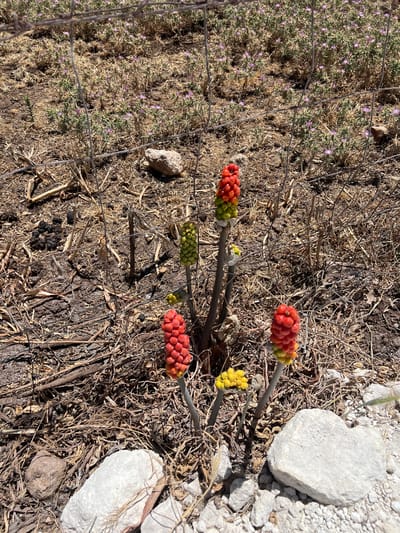 A close-up, eye-level shot shows a cluster of Arum italicum plants with brightly colored berries, some red and yellow, others green. The plants are in a dry, arid environment, with scattered rocks and dry grass. A wire fence is visible in the background, with small purple flowers interspersed among the dry vegetation. The scene appears to be in the outskirts of Noto, Italy, where such plants are common in dry, rocky areas.