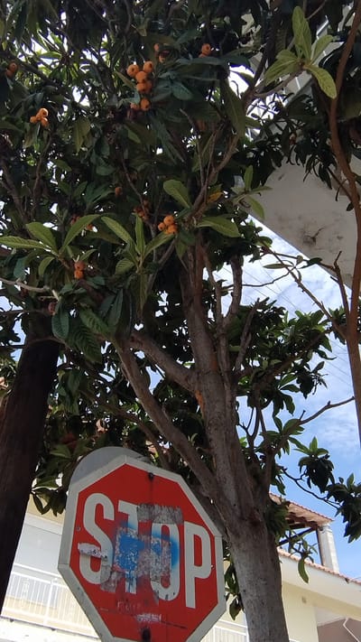 In Νέα Μηχανιώνα, Greece, a red octagonal stop sign with white lettering is partially obscured by the branches of a fruit-bearing tree. The sign exhibits signs of wear, with graffiti in blue and white, and some peeling stickers. The tree, laden with small, orange fruits, is set against a backdrop of a pale blue sky with scattered white clouds. In the background, the roof and upper story of a building are visible, along with a white railing and a light pole. The overall scene appears to be an outdoor, possibly urban or suburban, environment.