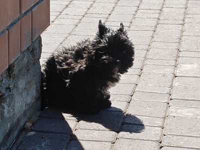 A small, fluffy black dog with perky ears sits on a paved stone patio next to a brick wall. The dog is looking slightly to the right of the camera. The patio is made of rectangular grey pavers arranged in a running bond pattern. Sunlight casts a shadow of the dog onto the patio. The environment appears to be outdoors, possibly in a yard or a pedestrian area. The location is identified as Podsteрki, Russia.
