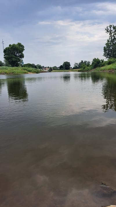 This is a photograph of a calm riverbank scene in Krosno Odrzańskie, Poland. The image is oriented vertically, with the river occupying the right two-thirds of the frame and the riverbank, trees, and sky on the left. The water is a dark, reflective gray, showing soft ripples and reflections of the sky and trees.
The left side of the image features a lush green riverbank covered in grass and trees. Some houses with red roofs are visible amongst the trees, suggesting a populated area along the river. A tall, dark green tree with a full canopy stands prominently on the left side, and further down, a modern electricity pylon is visible. The sky is overcast with patchy clouds, indicating a possibly cloudy or overcast day, typical of temperate climates.
The lighting suggests it is daytime, likely late afternoon or early evening, given the muted light and reflections. There are no people or specific activities depicted in the photograph; it is a still landscape shot. The overall mood is tranquil and natural, emphasizing the peaceful coexistence of nature and human settlement. No text is visible in the image.