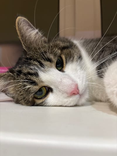 The image shows a close-up, eye-level view of a domestic cat lying down, with its head resting on a light-colored surface. The cat has tabby markings with patches of white, and its eyes are a striking green. The background is softly blurred, showing a muted brown and beige area, possibly a wall or curtain. The lighting appears to be from an artificial source, creating a warm glow on the cat's fur and highlighting the details of its whiskers and pink nose. No specific location in Капыльскі сельскі Савет, Belarus can be determined from the image.