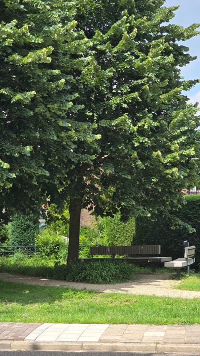 The image shows a park scene in the city of Zeddam, Netherlands, on a sunny day. A large, leafy tree dominates the foreground, casting a shadow over a paved pathway. Underneath the tree, a long wooden bench is visible, with a smaller, lighter-colored bench to its right. The benches are situated on a gravel area, surrounded by green grass and various bushes and hedges. In the background, a brick building and a fence can be seen. There are no people or animals present in the image. The sky is partially visible and appears to be blue with some clouds. The overall impression is one of a peaceful outdoor setting.