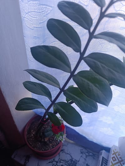 The image depicts a potted plant with dark green, ovate leaves positioned in front of a light blue, patterned curtain. The plant is in a reddish-brown plastic pot filled with soil. A single artificial red rose and small white flowers are placed at the base of the plant. The plant stem is supported by a pink elastic band. The background shows a textured white wall to the left and the patterned curtain to the right. The surface below the pot appears to be a marble-patterned countertop. A white box with text and a graphic design is visible to the right, partially obscured. The lighting suggests the scene is indoors, near a window. This scene is located in Yangiiul, Uzbekistan.