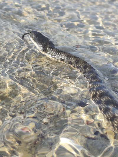 The image shows a snake with dark scales and a lighter underside partially submerged in shallow, clear water. The snake's head is visible at the upper left of the frame, with its forked tongue extended. The water is calm, with ripples and reflections of sunlight creating patterns on the sandy or pebbly bottom. The bottom appears to be composed of small stones and possibly shells, visible through the transparent water. The snake's body extends into the lower right of the frame, with its scales showing a textured, slightly iridescent quality. The overall scene suggests a natural environment, likely a shallow body of water such as a lake, river, or shoreline. The lighting indicates it is daytime, with bright sunlight casting shadows and highlights. There is no visible text in the image.