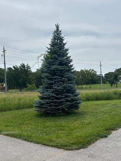 The image shows a large blue spruce tree standing tall in a grassy area next to a paved path. The tree is the dominant subject, with its dense, blue-green needles filling the center of the frame. To the right of the tree, the path curves away, and beyond that is a field of green grass dotted with small white flowers. In the background, there are several other trees, some appearing to be deciduous, and a line of utility poles with power lines stretching across the scene. The sky is overcast and appears to be a pale gray, suggesting a cloudy day. There is no visible text in the image. The overall impression is a serene, natural setting on a temperate day. The location is identified as Des Moines, United States of America.