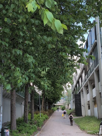 This image depicts a pathway lined with trees and a modern building, likely in Helsinki, Finland. A man in a striped shirt and a woman with a backpack are walking away from the camera on the paved pathway. The pathway is bordered by lush green grass and a row of trees on the left, and a multi-story building with a metallic facade on the right. The building features numerous windows and balconies. The sky is visible through the dense green foliage of the trees, suggesting it is daytime. A trash can is visible at the far left of the image. The scene appears to be a public space, possibly a campus or residential area, characterized by a blend of natural elements and contemporary architecture.