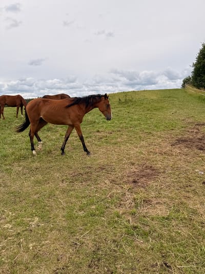 The media file is a rotated, outdoor photograph taken in a grassy field. The primary subjects are three horses. One horse, a bay, is in the foreground, positioned on its hind legs with its front legs extended. It has a dark mane and tail, and white markings on its legs. Two other horses, also bay, are visible in the background, partially obscured. The field is covered in green and dry grass, with some patches of disturbed earth. The sky is overcast with dramatic clouds. A white fence and trees are visible in the upper left portion of the image, suggesting the edge of the field or pasture. The lighting suggests it is daytime. The overall scene depicts horses in a natural, rural setting. There is no visible text in the image.