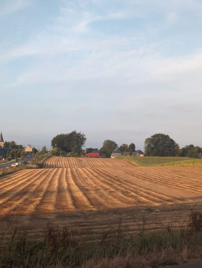 The image depicts a rural landscape under a partly cloudy sky in the commune of Alvimare, France. The foreground is dominated by a field of harvested crops, with the stalks laid out in neat, parallel rows. This suggests a recent agricultural activity, likely reaping or baling.

In the mid-ground, a road winds through the scene, bordered by trees and leading towards a small village. A few houses are visible, some with traditional architecture. A prominent church spire rises above the rooftops, indicating a central point of the village. Further into the scene, more trees and fields can be seen, with a cluster of buildings that might form part of a farm or hamlet. One building is distinctly painted red.

The lighting suggests it is either early morning or late afternoon, as the sunlight casts long shadows and bathes the landscape in a warm, golden hue. The overall atmosphere is peaceful and tranquil, conveying a sense of rural life. No people are explicitly visible in the image.