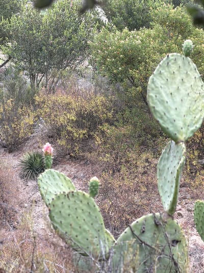 This media file is a vertical photograph of a desert landscape. The main subjects are prickly pear cactus pads, which are a pale green and dotted with dark areoles. A small pink flower is visible on one of the cactus pads, and a yucca plant is also present. The background consists of dry brush and rocky terrain, with some green trees and bushes further in the distance. The scene appears to be outdoors, likely in a dry, arid environment given the vegetation. The lighting suggests it might be daytime, possibly late afternoon or early morning due to the soft light. There is no visible text in the image. The overall mood of the image is natural and serene, highlighting the resilience of desert flora.