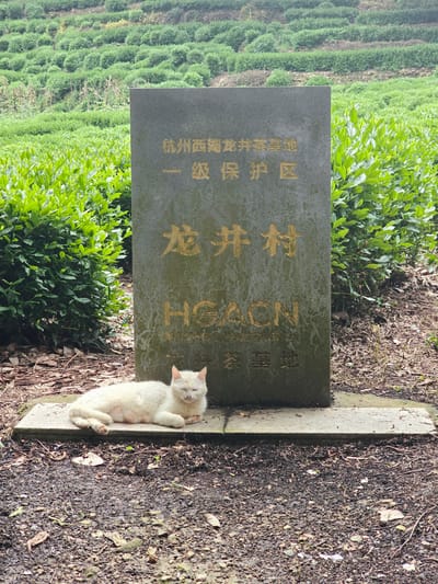 A white cat with closed eyes lies on a concrete slab in front of a stone monument in Xihu District, China. The monument is inscribed with Chinese characters and "HGACN" in gold lettering. Behind the monument, lush green tea bushes are terraced up a hillside. The ground around the monument is covered in dirt, fallen leaves, and twigs.