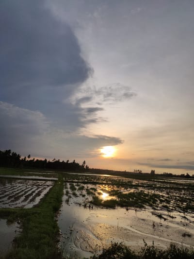 A wide shot captures a tranquil rice paddy field at sunset in Payakumbuh, Indonesia. The sky above is a canvas of dramatic clouds, with a large, dark mass on the left transitioning to lighter grays and yellows on the right, where the sun is setting. The sun itself is a bright, hazy orb peeking through a gap in the clouds, casting a warm glow on the scene.
The foreground is dominated by the rice paddies, which are flooded with water, reflecting the sky and the last rays of sunlight. Rows of young rice plants are visible, some submerged and others just breaking the surface of the water. A narrow dirt path, lined with green grass, divides the paddies in the mid-ground.
In the distance, a dense line of palm trees and other foliage forms a dark silhouette against the horizon. The overall atmosphere is one of peacefulness and natural beauty, characteristic of rural landscapes at dusk. There are no people or animals visible in the frame.