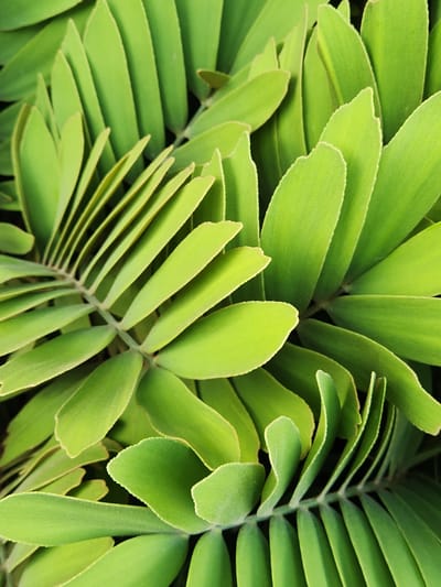 This is a close-up, overhead shot of a Zamioculcas zamiifolia plant, commonly known as the ZZ plant. The image focuses on the plant's glossy, dark green leaves, which are arranged in a pinnate pattern. The leaves are plump and have a waxy sheen, with some showing a slight curl at the edges. The background is dark, providing a strong contrast that makes the vibrant green of the foliage stand out. The image was captured in Altamonte Springs, United States of America, suggesting an indoor or carefully cultivated outdoor setting where such a plant might thrive. There are no people or animals present, and no actions or interactions are depicted. The scene is entirely composed of the plant's lush foliage, emphasizing its natural beauty and texture.