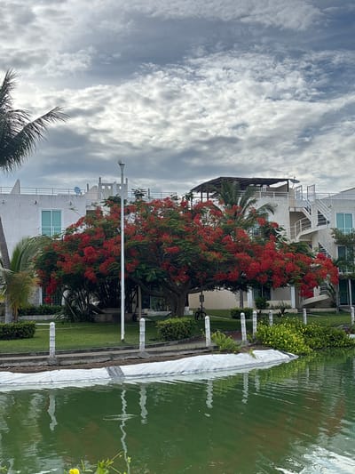 This image captures an outdoor scene in Acapulco, Mexico, featuring modern architecture, tropical vegetation, and a body of water under a cloudy sky. The upper portion of the frame displays a sky heavily populated with white and grey stratocumulus clouds, indicating overcast conditions.
In the midground and background, several multi-story white buildings with minimalist, modern designs are visible. These structures feature flat roofs, some equipped with satellite dishes (one blue, others grey), a shaded pergola-like structure, and a small, square, turret-like architectural element. On the right side, a prominent white spiral staircase ascends the exterior of one building. Windows are predominantly rectangular with light blue frames.
Dominating the center of the image is a large Flamboyant tree (Delonix regia), densely covered with vibrant red-orange blossoms, contrasting with its dark green foliage. Several palm trees are also present, with fronds visible on the left and behind the main tree. The area immediately in front of the buildings and leading to the water features manicured green lawns and low-lying hedges. A tall white light pole stands in front of the Flamboyant tree, slightly off-center. A black bicycle with red details is parked on the grass near the base of the tree on the left.
The foreground is occupied by a calm body of water, appearing green in hue, possibly a lagoon or pond. Its surface reflects elements from the shoreline. Along the edge between the grass and the water, a white, low-lying barrier, possibly constructed from sandbags or geotextile, is visible. A series of white cylindrical bollards or posts are spaced along the pathway or edge of the lawn preceding this barrier. In the lower right foreground, some yellow flowering plants are present. No people are visible in the scene.