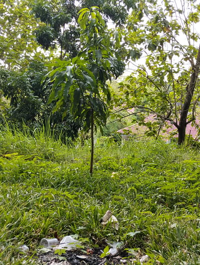The image depicts an outdoor scene with lush green vegetation and trees, characteristic of the Palohgadeng area in Indonesia. In the foreground, there is a pile of scattered garbage, including plastic bottles and bags. Behind the garbage, tall green grass and various plants dominate the landscape. A young tree stands centrally in the frame, surrounded by the dense foliage. In the background, a house with a red tile roof is partially visible through the trees. The sky is overcast, suggesting a cloudy day.