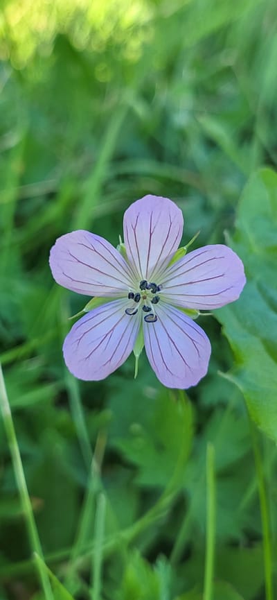 A close-up, vertical shot features a single, pale lavender flower with five petals and dark purple veins. The flower's center contains several small, dark stamens. It is positioned against a softly blurred background of green grass and foliage. The lighting suggests it is daytime, with a slight highlight on the upper left of the image, indicating sunlight filtering through leaves. No specific location in Tetianivka, Ukraine, can be determined from the visual information.