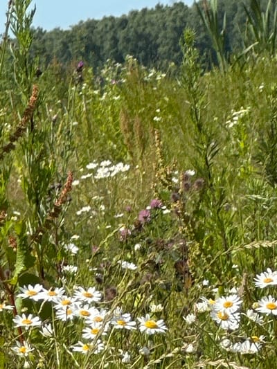 This is a photograph of a meadow filled with white and yellow wildflowers, likely daisies, growing amongst green grasses and other vegetation. The perspective is close to the ground, looking upwards and sideways through the plants. A darker, out-of-focus area on the left side of the image appears to be a forested hillside. The overall impression is of a natural, undeveloped landscape.

The time of day seems to be daytime, with bright lighting casting highlights on the flowers and foliage. The weather appears to be fair, with clear skies suggested by the bright illumination and lack of overcast. The location is identified as Lukovnya, Russia, implying a rural or semi-rural setting typical of the Russian countryside in warmer months.

There are no people or distinct objects visible in the scene. The focus is entirely on the wild flora. The composition, with the flowers in the foreground and the blurred greenery and hillside behind, suggests a tranquil and serene atmosphere, typical of a summer day in a natural environment. No text is visible in the image.