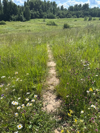 The image depicts a natural outdoor scene, likely in a rural setting. The primary subjects are a vast expanse of green grass and wildflowers, with a narrow dirt path winding through it. In the background, a dense line of dark green trees forms a horizon, suggesting a forest or wooded area. The sky, visible in the upper left quadrant, is partly cloudy with white, puffy clouds against a light blue backdrop.
The setting appears to be a meadow or field adjacent to a forest. The presence of numerous wildflowers, including daisies and possibly clover, indicates a warm season, likely late spring or summer. The lighting suggests it is daytime, with bright sunlight casting shadows and illuminating the scene, hinting at midday or afternoon. The overall mood conveyed is one of natural tranquility and simplicity. There is no visible text in the image. The orientation of the image is landscape, with the elements arranged from left to right.