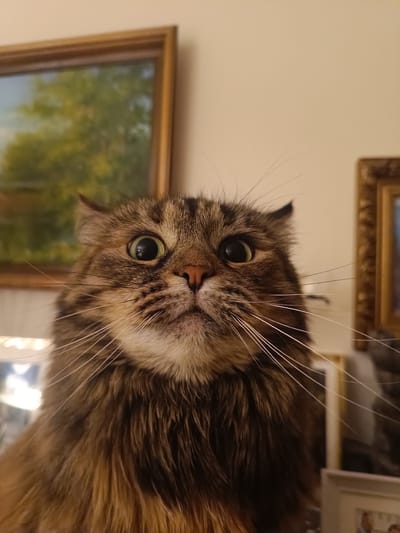 A close-up, low-angle shot shows the face of a long-haired tabby cat with wide, startled green eyes. The cat's fur is a mix of brown, black, and grey. Its whiskers are long and white, fanning out prominently. The background is softly blurred, revealing hints of framed artwork on a cream-colored wall, suggesting an indoor domestic setting. The image does not provide any information about the city of Vitoria-Gasteiz, Spain.