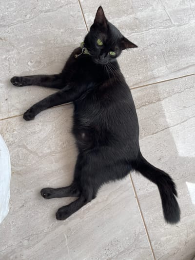 An adult black cat with bright green eyes lies on a tiled floor. The cat is wearing a green collar with a small silver bell. Its body is stretched out, with its front paws extended to the left and its hind paws to the right. The floor is made of light-colored, rectangular tiles with a subtle marble pattern. The scene appears to be outdoors, possibly on a patio or balcony, as indicated by the presence of natural light and shadows. There is no indication of the specific location within Madina, Ghana.