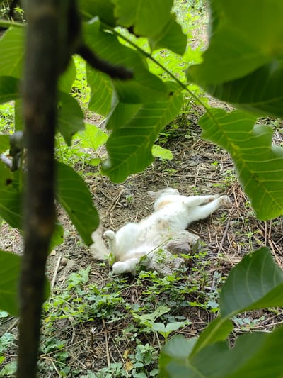 A white and orange cat is lying on its back on the ground, amidst grass and leaves, under the cover of foliage. The cat appears to be resting or sleeping. The environment suggests an outdoor, natural setting, possibly a backyard or park. The image does not contain any identifiable landmarks or details that would indicate its specific location within the city of Зуйское сельское поселение, Ukraine.