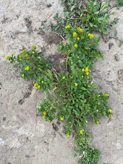 The image shows a cluster of small yellow flowers with green, fern-like leaves growing through a crack in a concrete surface. The concrete appears weathered and cracked, with some loose dirt and debris. There are other green plants growing around the concrete. The scene is outdoors, possibly on a sidewalk or pathway, in Kisliakovskaya, Russia. There are no people or animals visible in the image. The lighting suggests it is daytime.