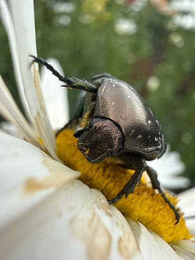 A close-up, eye-level, macro shot captures a metallic, dark-colored beetle perched on the yellow center of a white daisy. The beetle's body is segmented and textured, with visible legs and antennae. The flower's white petals are slightly out of focus, with some brown spots visible on them. The background is a blurred green and white bokeh, suggesting foliage. The image was taken outdoors, likely in a garden setting. The location of Павловка, Russia, cannot be determined from the visual information present in the image.