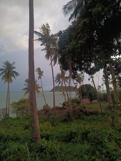 The image captures a coastal scene in Baan Wok Tum, Thailand. The view is from a slightly elevated position overlooking the ocean. Several tall, slender palm trees are scattered throughout the foreground and midground, their trunks leaning slightly. Dense green foliage covers the ground and extends towards the right side of the frame, obscuring some of the view. In the distance, an island or landmass is visible, with a sandy beach along its coast. The water appears calm and a pale greenish-blue color. The sky is overcast with grey clouds, creating a muted and somewhat hazy atmosphere.