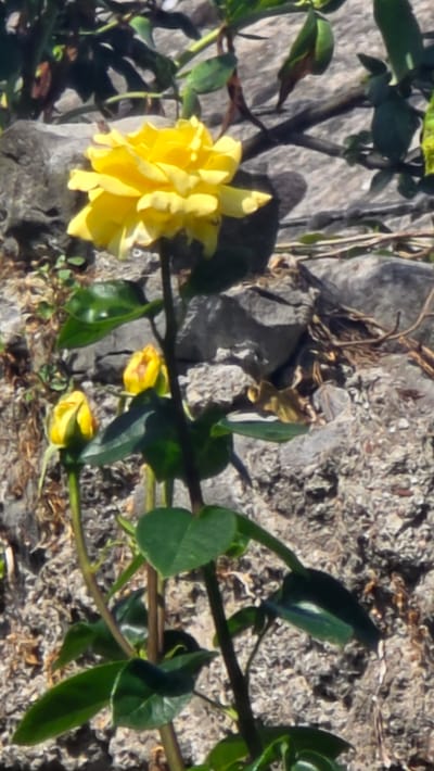 The image shows a close-up view of a yellow rose bush with green leaves, set against a backdrop of rough, greyish-brown stones and dry earth. The rose bloom is vibrant yellow and appears to be fully open, with delicate petals. Several small, unopened yellow buds are also visible on the stem, along with lush green leaves. The stems of the plant are a dark reddish-brown. The overall scene suggests a natural outdoor setting, possibly a garden or rocky terrain. The lighting indicates it is daytime, with sunlight illuminating the flower and casting subtle shadows. There is no visible text in the image. The context provided places this scene in Kilkenny, Ireland, suggesting a temperate climate suitable for rose cultivation. The image focuses on the botanical details of the rose bush and its immediate surroundings.