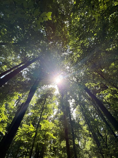 A low-angle upward photograph captures a dense forest canopy, indicative of a natural environment in Niederanven, Luxembourg. The central focus is the sun, positioned slightly right of the frame's vertical midline, emitting a pronounced starburst effect and strong rays of light that penetrate the vibrant green deciduous leaves. Multiple tall, dark tree trunks extend vertically from the lower frame, disappearing into the overhead foliage. The leaves exhibit varied luminosity due to backlighting, creating a pattern of bright highlights and deep shadows across the canopy. No individuals, man-made structures, or distinct objects are present within the frame. The scene conveys a bright, sunlit forest interior during daylight hours.