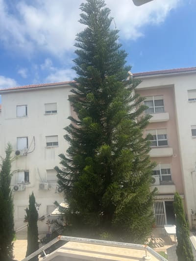 In Or Akiva, Israel, a tall Norfolk pine tree dominates the foreground, its dense, green foliage obscuring much of a light-colored apartment building. The building, with a red-tiled roof, features multiple windows, some with closed white shutters and others with open blinds revealing interior spaces. Several outdoor air conditioning units are mounted on the building's exterior. Smaller, slender cypress trees stand to the left and right of the main pine. In the lower portion of the image, a paved courtyard is partially visible, with outdoor furniture including a white table and a bench. A metal railing is prominent in the immediate foreground. The sky above is blue with scattered white clouds.