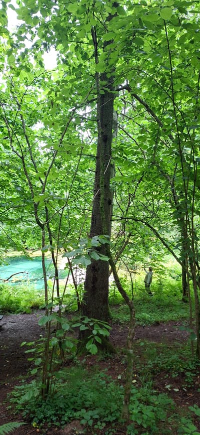 The image shows a forest scene with a body of water in the background. In the foreground, there are trees with lush green leaves and a dirt path. In the middle ground, a person is standing near a tree. The body of water appears to be a clear, blue-green color. The overall scene is serene and natural. This location is likely in Saula, Estonia, known for its natural beauty and blue springs.