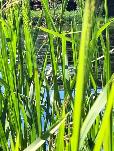 The image shows a close-up view of tall, green reeds growing along the edge of a body of water. The water reflects the sky and surrounding vegetation, creating a rippled, textured surface. The reeds are lush and vibrant, with some stalks appearing thicker and more mature than others. In the background, a dark green forest or dense foliage is visible across the water. The lighting suggests it is daytime, with sunlight illuminating the reeds and casting subtle shadows. The scene is natural and serene, evoking a peaceful waterside environment. The image does not contain any people, objects, or actions that would indicate a specific location within the city of Pinsk, Belarus, beyond the general description of a reed-lined waterway within a natural or semi-natural landscape.