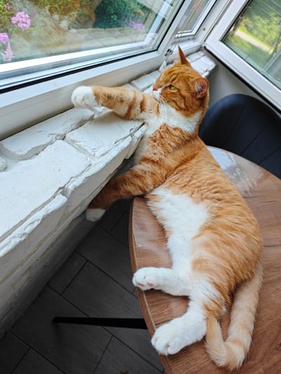 An orange and white domestic cat is resting on a wooden table next to a window with a view of greenery. The cat is lying on its side, with its front paws resting on a white brick ledge. The cat has green eyes and its fur is ginger with white markings on its chest and paws. The window is large and framed by white metal. Outside the window, there are pink flowers and green foliage. The room appears to be indoors, possibly a cafe or residential space in Borovsk, Russia, given the mention of the city. The lighting is natural, coming from the window.